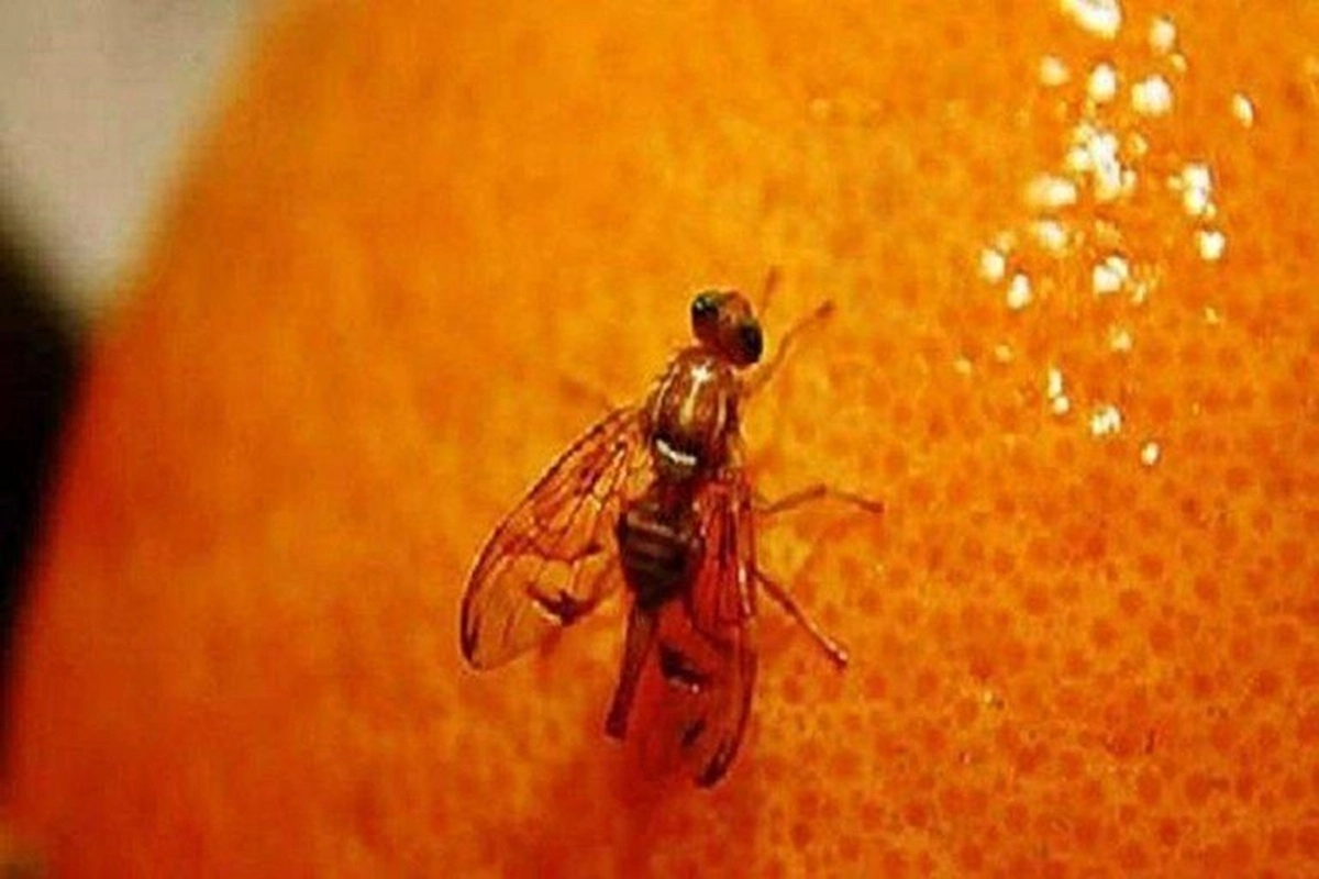 Senasa unifica m&aacute;s de 20 normativas