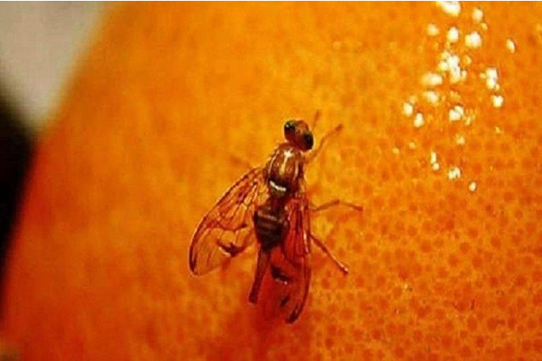 Senasa redefine el control de moscas de la fruta: &iquest;simplificaci&oacute;n o riesgo de vac&iacute;os normativos?