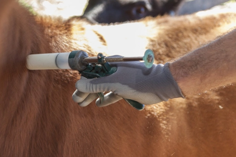 Productores entrerrianos alertan por cambios en la vacunaci&oacute;n contra la aftosa