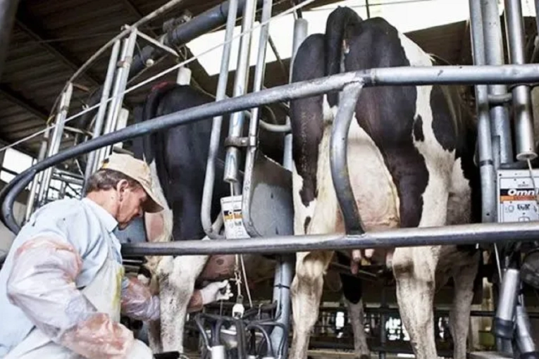 Las Buenas Pr&aacute;cticas Lecheras suman valor a los tambos entrerrianos