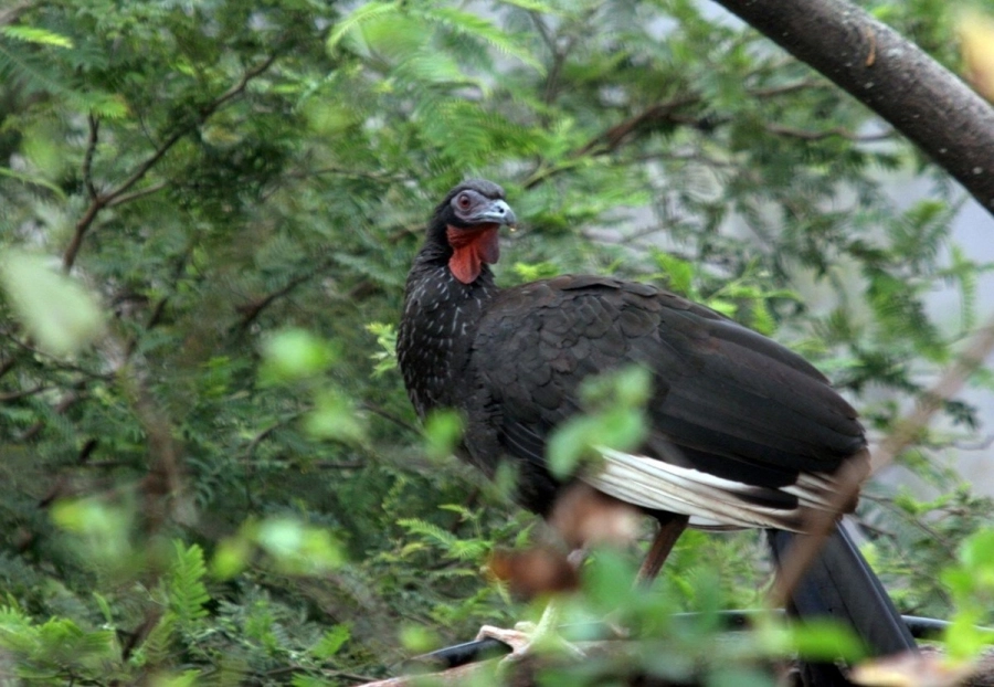 <i>La crisis de biodiversidad es, en definitiva, una crisis de futuro</i>