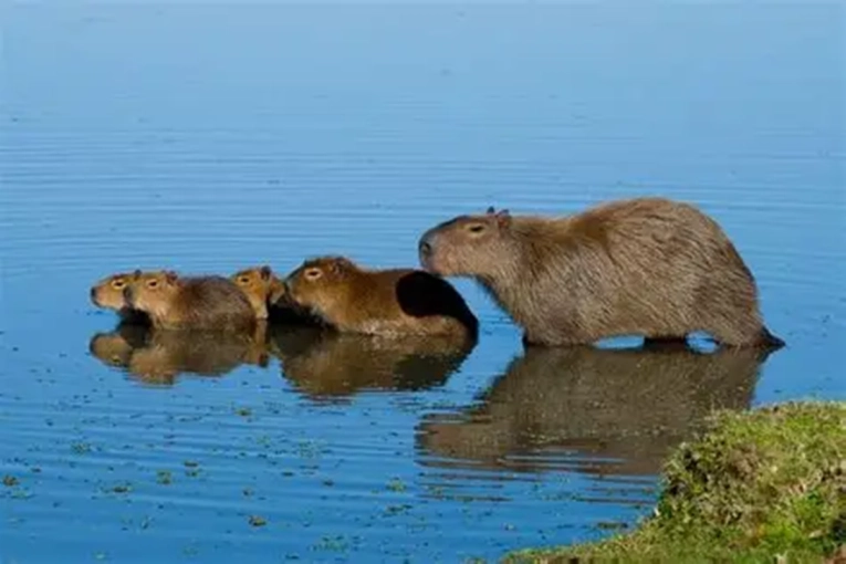 Cerca de 1 mill&oacute;n de especies del planeta est&aacute;n amenazadas de extinci&oacute;n