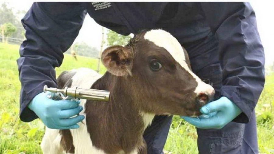 <i>Se prev&eacute; la inoculaci&oacute;n contra brucelosis de 45.000 terneras de entre 3 y 8 meses de edad</i>