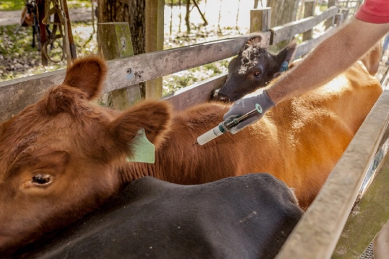 Se inocular&aacute;n m&aacute;s de 411.000 cabezas en 2.130 establecimientos de Gualeguaych&uacute;