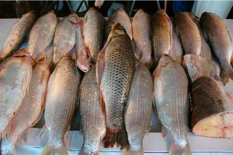 Prefectura incaut&oacute; 8000 kilos de pescado en la ruta 12