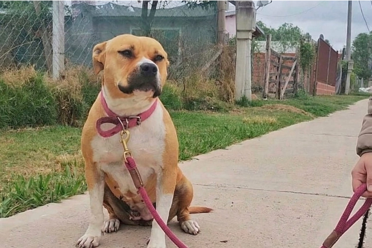 Conoc&eacute; el cronograma de castraciones gratuitas del 16 al 20 de marzo