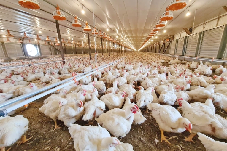 Influenza Aviar: Tras el cierre de las exportaciones, el mercado comienza a deprimirse