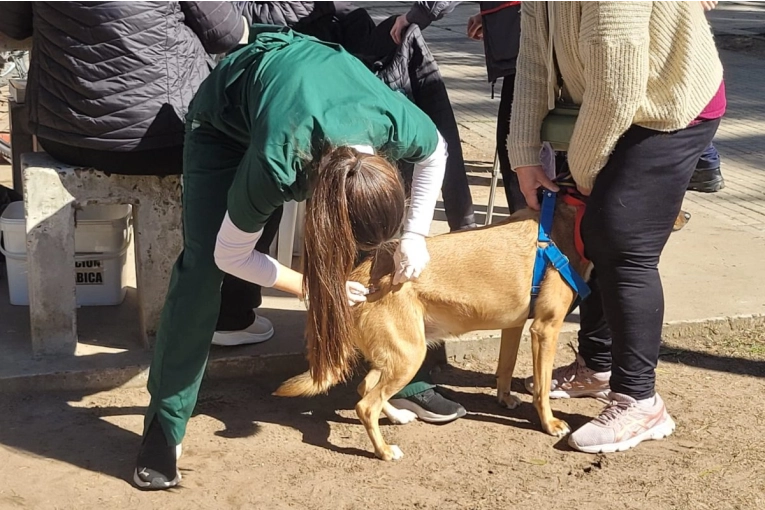Habr&aacute; una jornada de vacunaci&oacute;n antirr&aacute;bica para perros y gatos en el play&oacute;n deportivo de la Enova