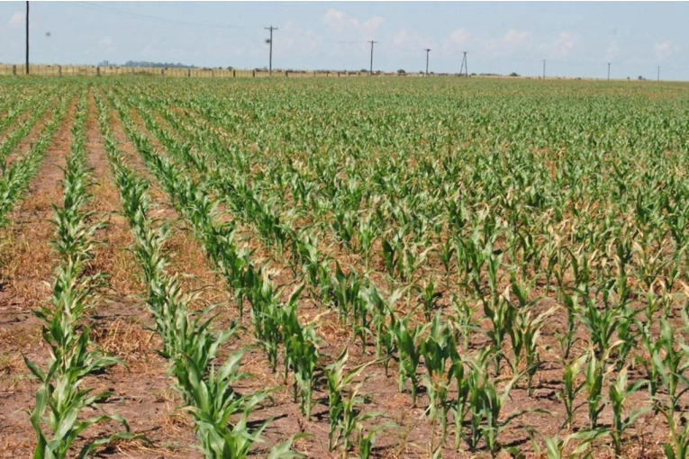El sur de Entre R&iacute;os sufre bajos rindes frente al optimismo del resto del pa&iacute;s