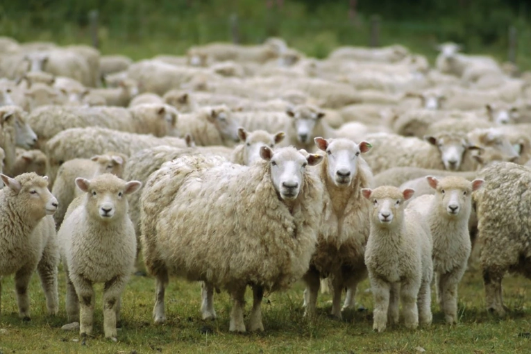 Otorgaron los primeros cr&eacute;ditos para productores ovinos y caprinos en Entre R&iacute;os