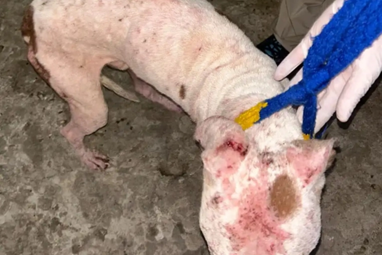 La Polic&iacute;a rescat&oacute; a un perro maltratado y en estado de abandono