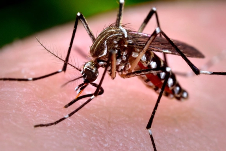 Entre R&iacute;os mantiene vigilancia activa ante la suba de casos aut&oacute;ctonos de Chikungunya