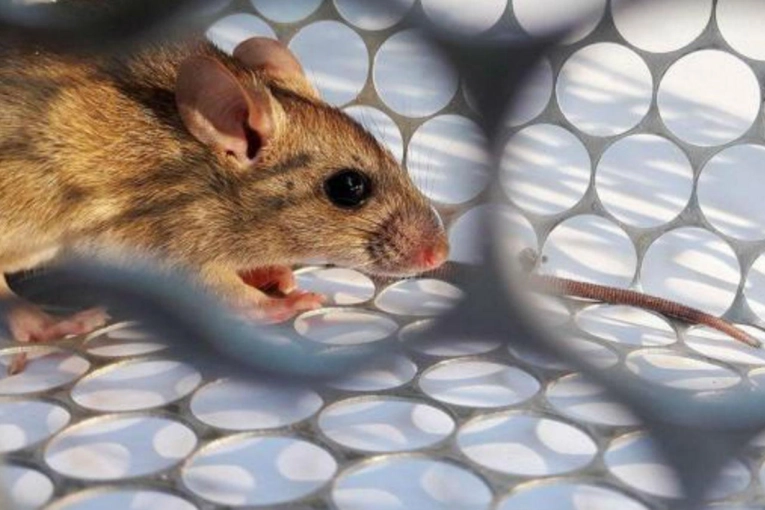 Alerta por hantavirus: Entre R&iacute;os registra un fallecido y la mayor incidencia de los &uacute;ltimos a&ntilde;os