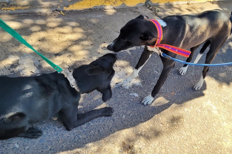 Conoc&eacute; el cronograma de castraciones gratuitas del 6 al 10 de abril