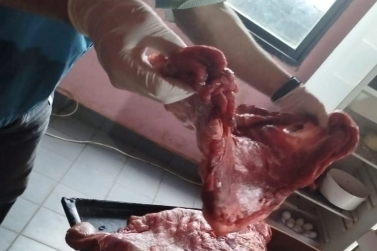 Fueron secuestrados 35 kilos de carne de animales silvestres protegidos