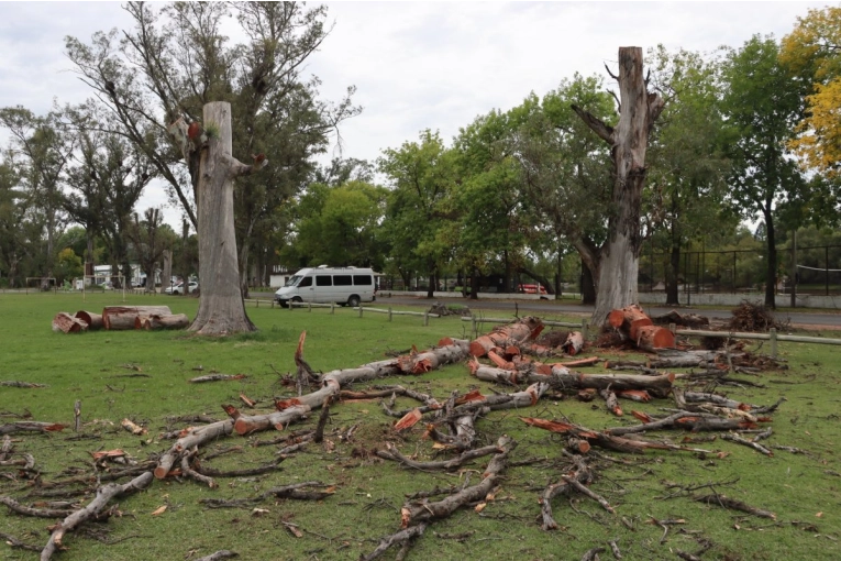 Avanza la poda sanitaria en el Parque Unzu&eacute; para reducir riesgos y preservar &aacute;reas recreativas