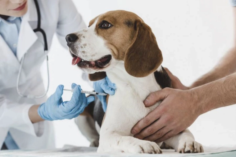 Invitan a estudiantes de veterinaria a realizar pasant&iacute;as formativas