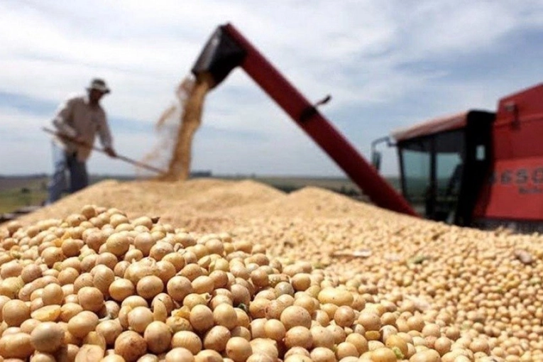 La producci&oacute;n de soja en Entre R&iacute;os caer&iacute;a un 16%, seg&uacute;n la Bolsa de Cereales